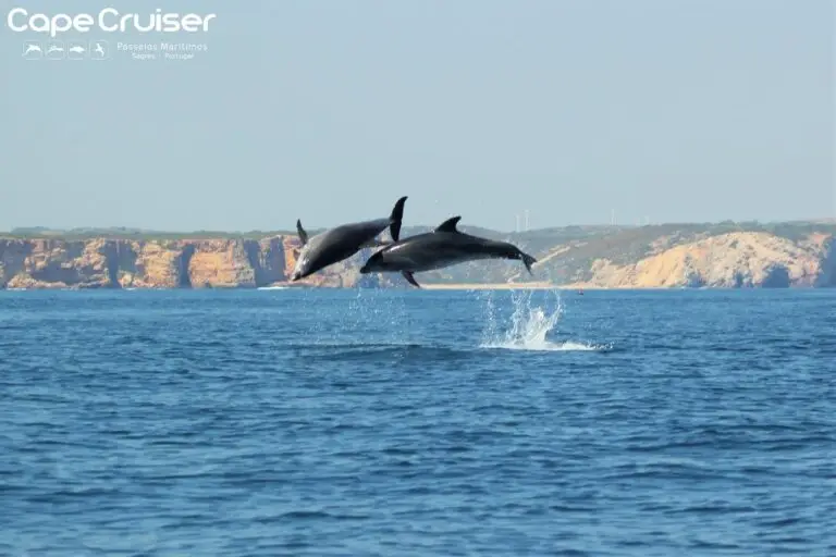 Excursión en barco para ver cuevas y delfines en Sagres