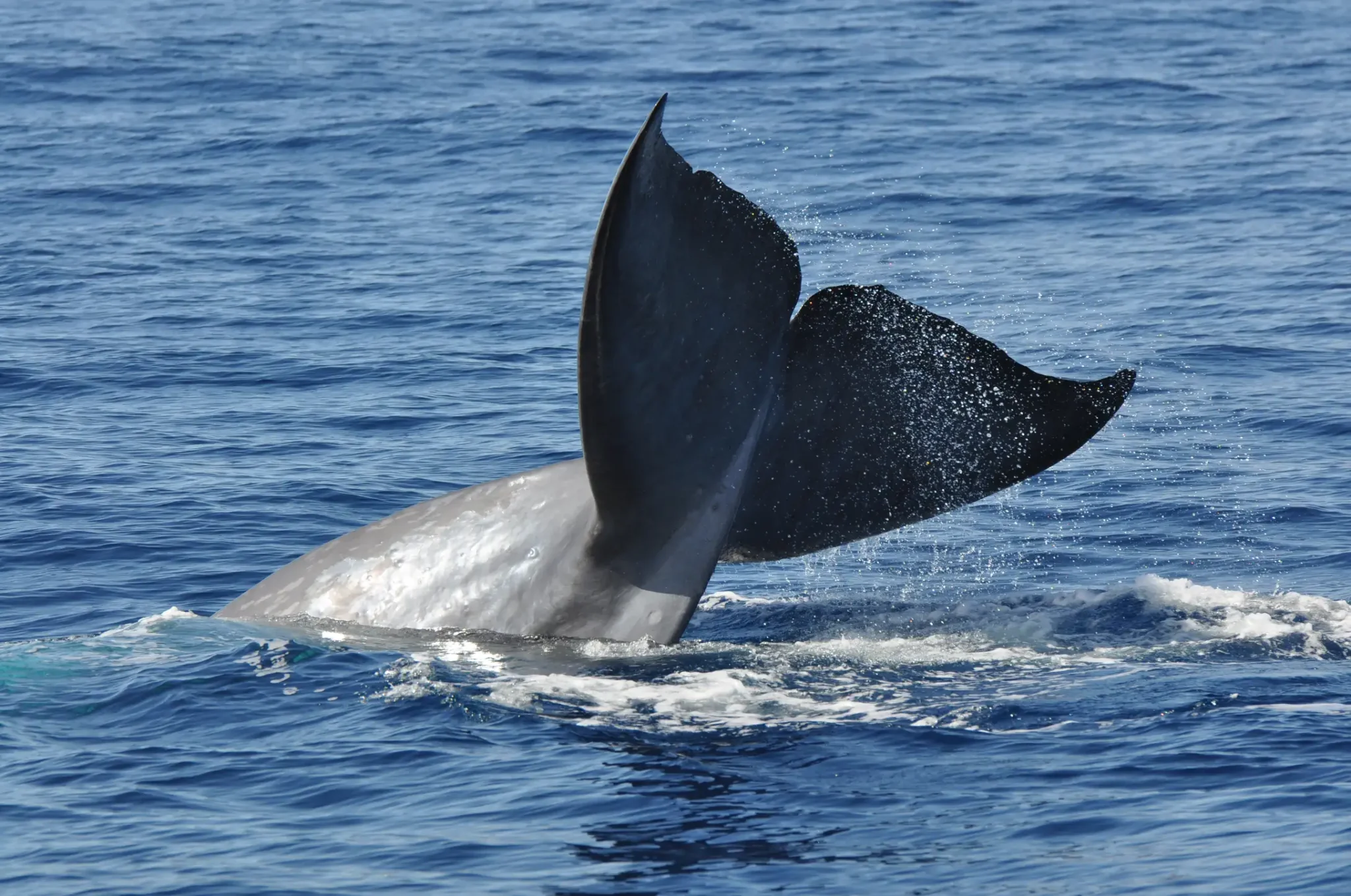Delphine vor der Küste von Madeira
