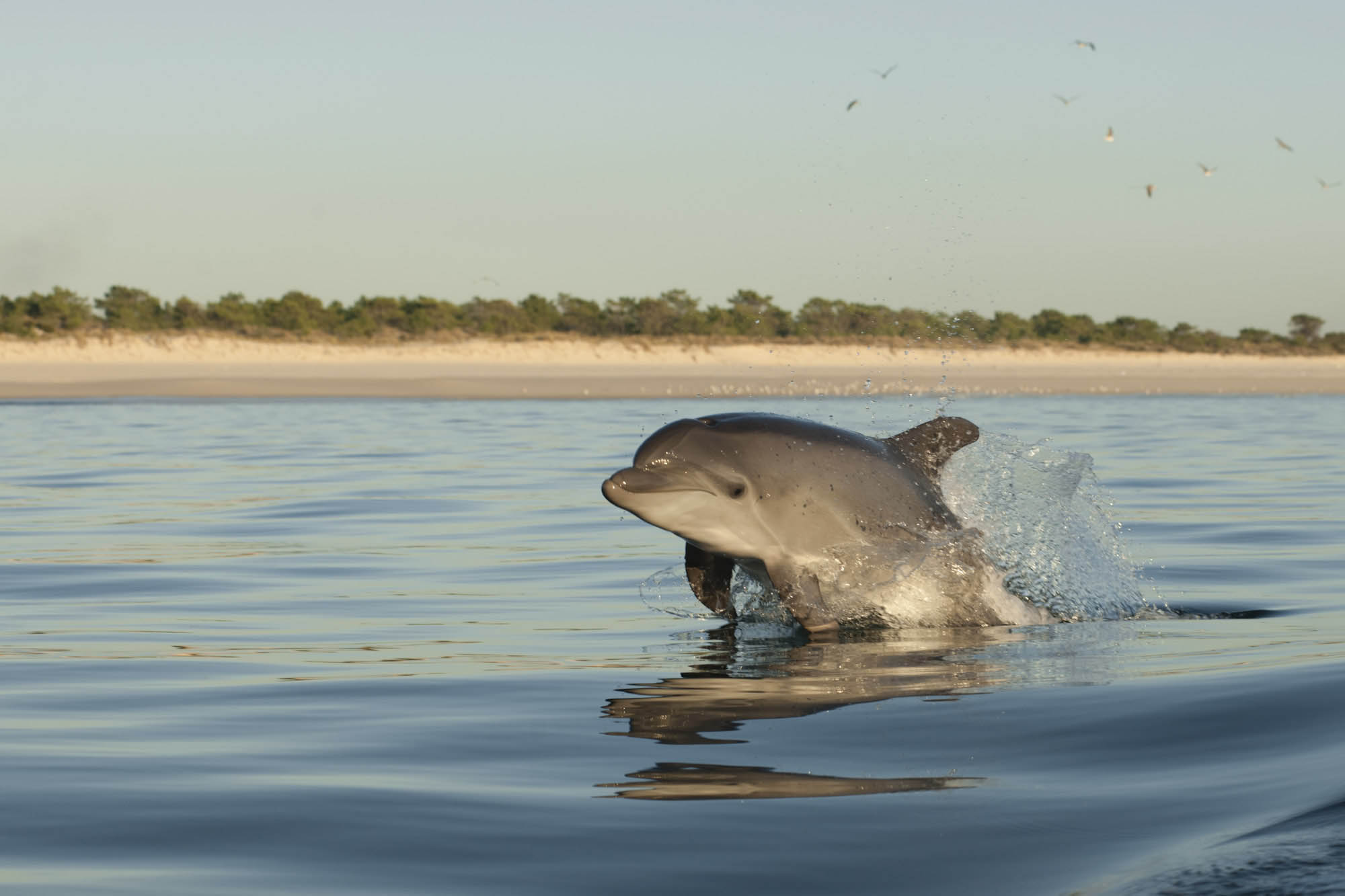 Delfín mular (Tursiops truncatus), saltando en una costa de Tróia, Portugal delfines en Setúbal