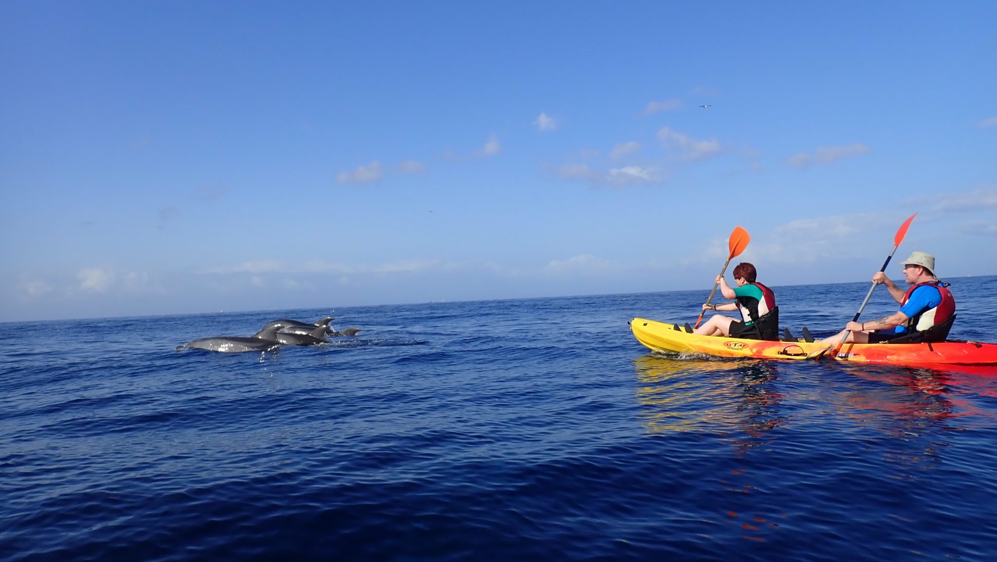 CÂMARA DIGITAL OLYMPUS kayak com golfinhos em Tenerife
