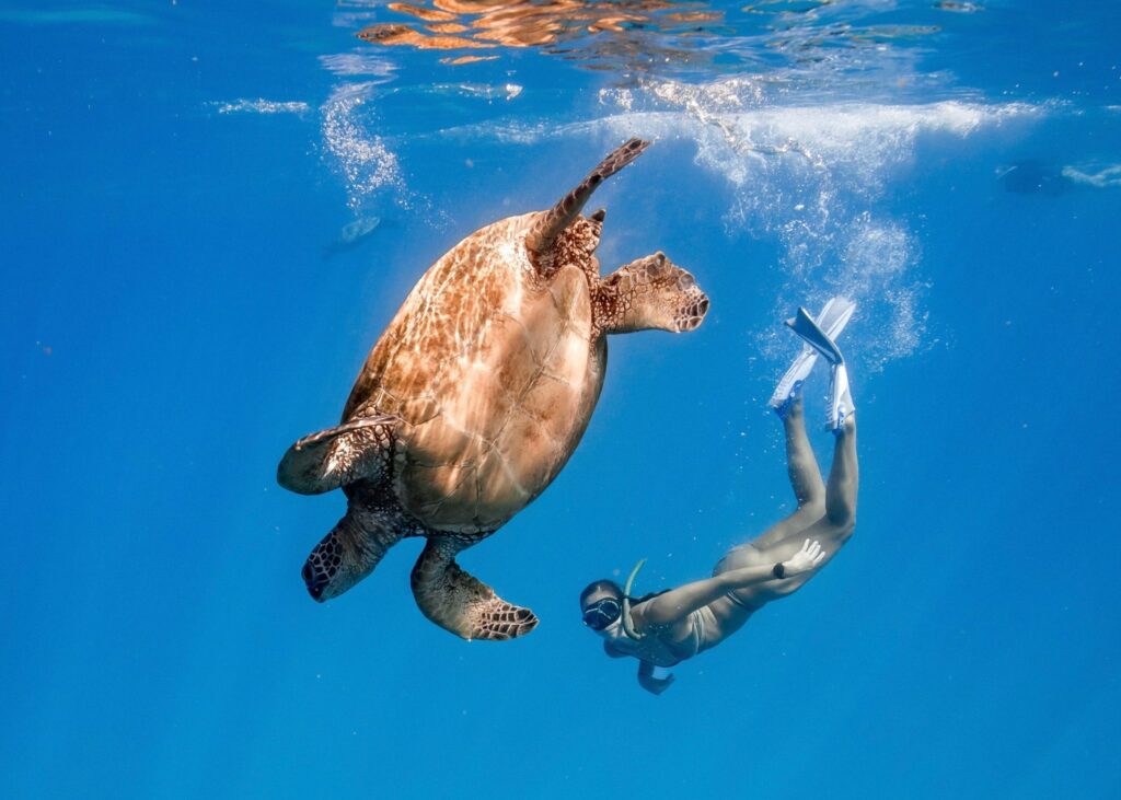Mergulho com tartaruga no Havai