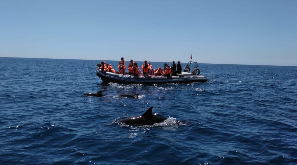 Observación de delfines en Portimão