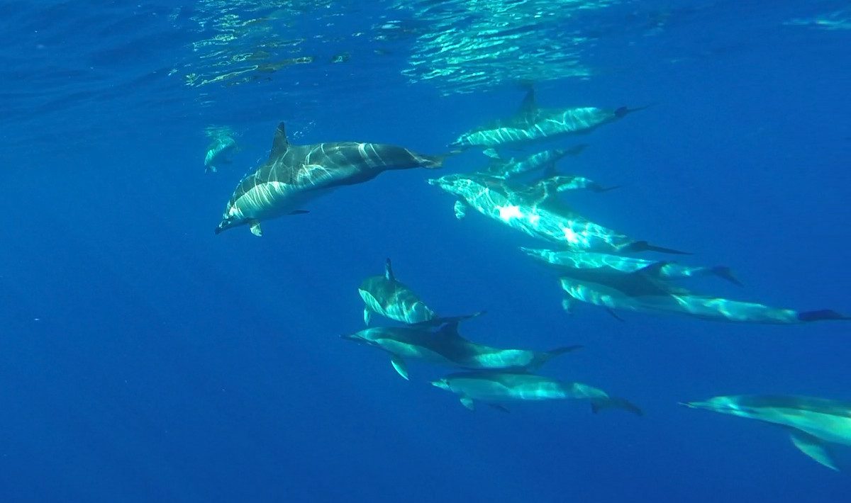 dolphins_1 swim with dolphins in Madeira