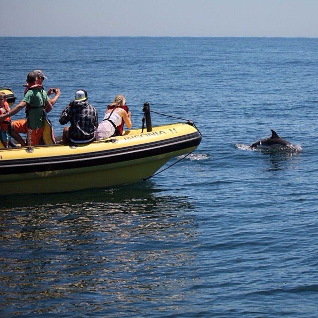 Dreamwave Albufeira dolphin watching- dolphin watching from Albufeira