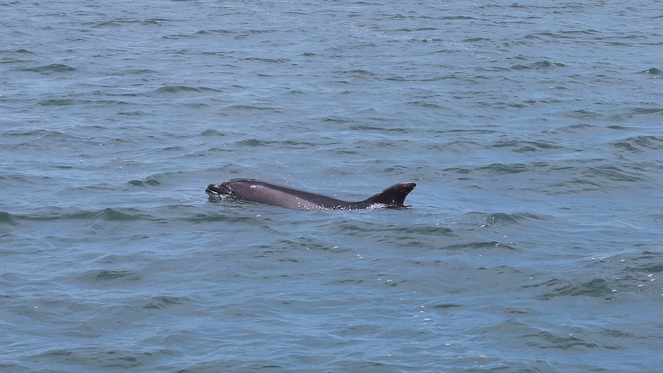 Observación de delfines en Setúbal