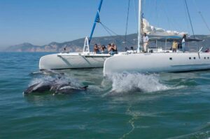 Wie kommt man von Lissabon nach Setúbal vertigem azul - Delphinbeobachtung ab Setubal