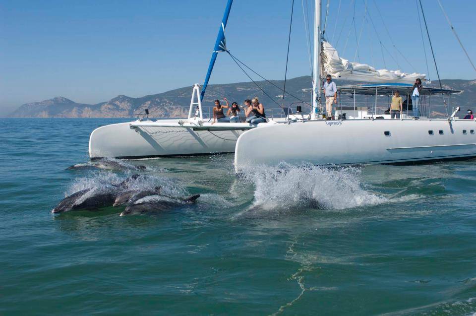 vertigem azul – observação de golfinhos a partir de Setúbal Como ir de Lisboa para Setúbal vertigem azul - observação de golfinhos a partir de Setúbal