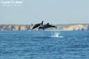 Excursión en barco para observar cuevas y delfines en Sagres