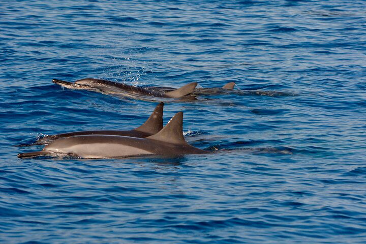 23005-dolphin-watching-charter-1700233132 23005-dolphin-watching-charter-1700233132