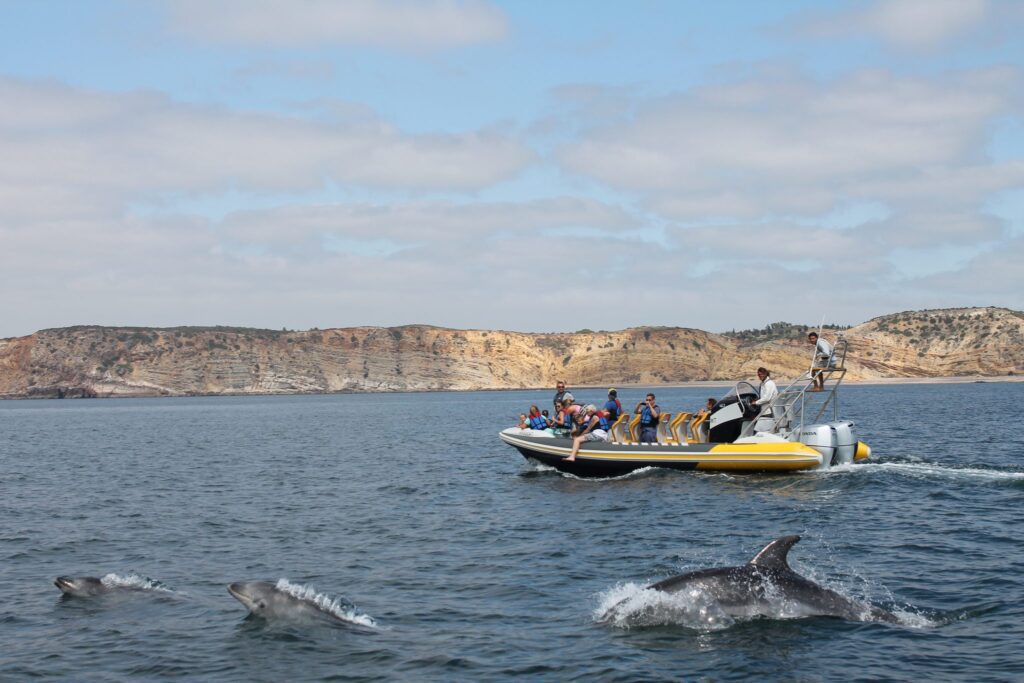 dolphin watching in Luz