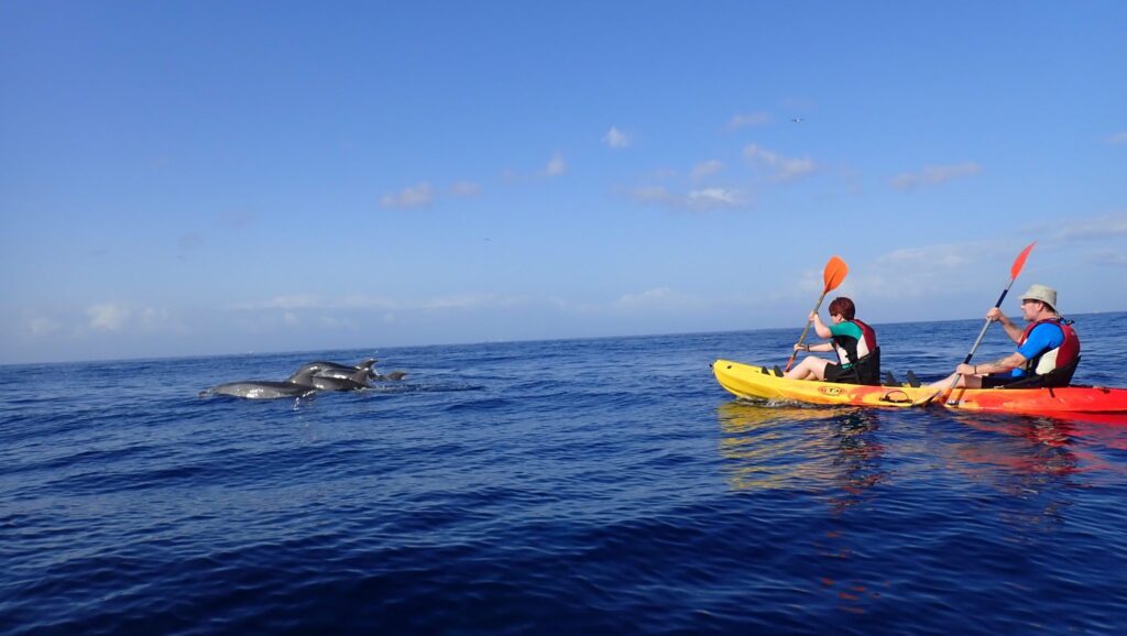 kayaking with dolphins in tenerife