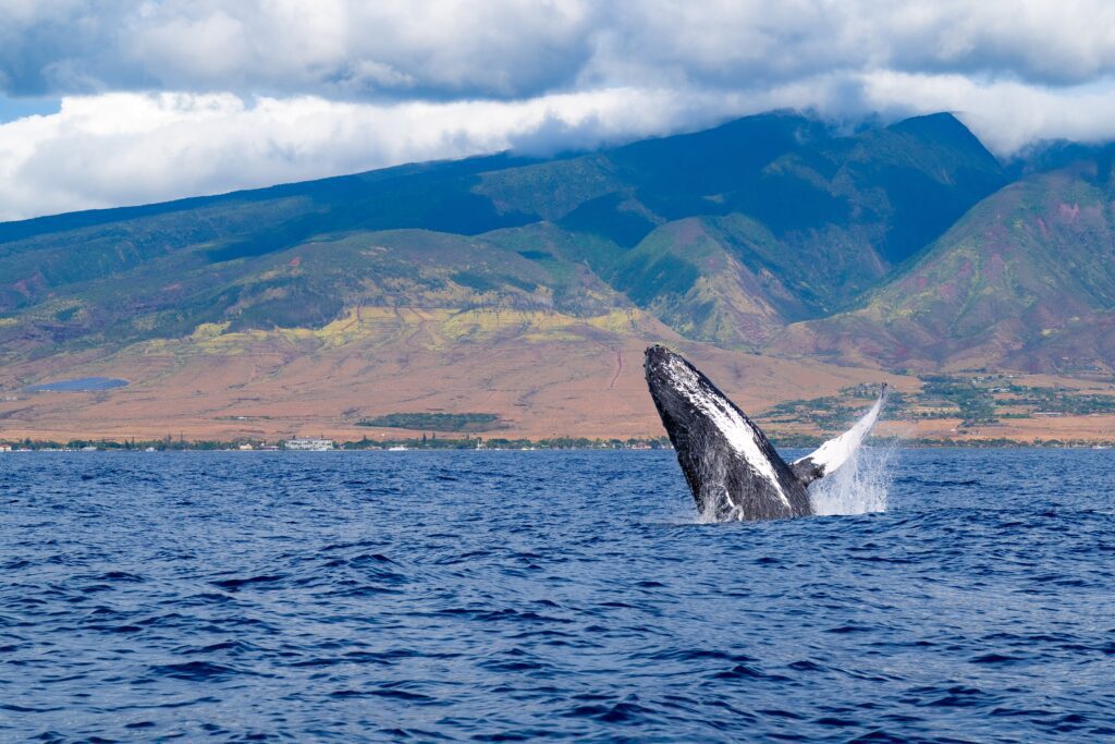 Lahaina, Vereinigte Staaten
