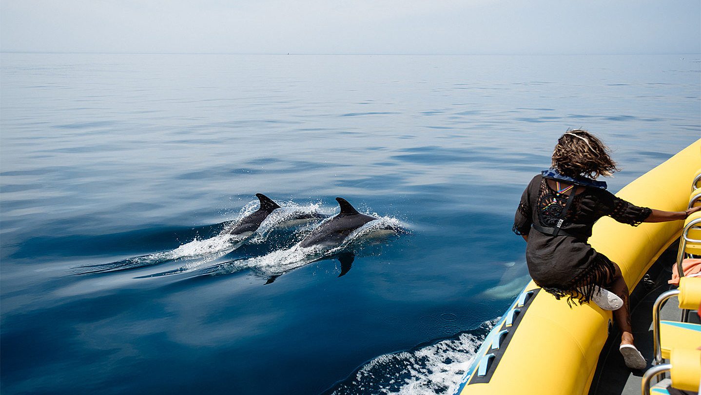 cropped-Dolphins-Lagos1.jpg cropped-Dolphins-Lagos1.jpg